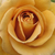 Žuta - Floribunda-grandiflora ruža  - Honey Dijon